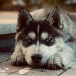 cure for boredom picture Husky Puppy